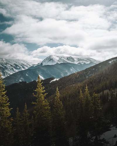 conifer aerial view of alps mountain near trees aspen